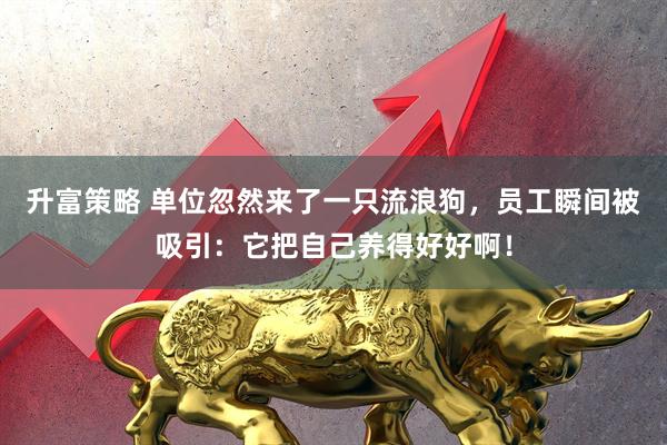 升富策略 单位忽然来了一只流浪狗，员工瞬间被吸引：它把自己养得好好啊！